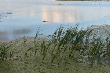 reeds in the lake