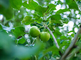 green apples on a branch
