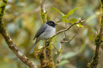 Black-headed Hemispingus songbird perched on a branch