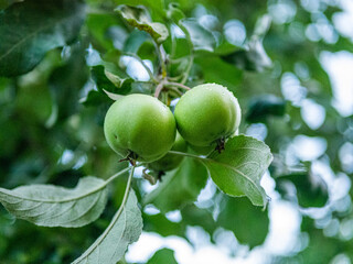 green apples on a branch