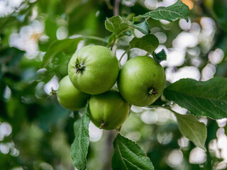 green apples on a branch