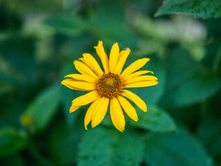 sunflower in the garden