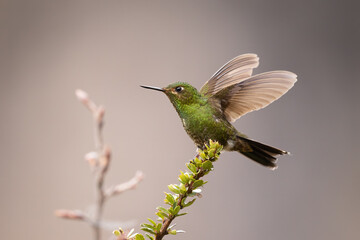 Fototapeta premium Viridian metaltail perched on a branch showing its wings