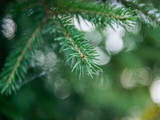 Fototapeta na wymiar branch of a pine