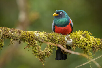 Male Blue-tailed Trogon perched in a tree