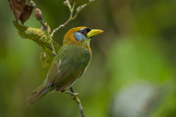 Red-headed Barbet perched on a branch
