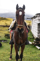 Brown horse with riding gear on