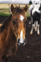 Young foal horse with white facial markings