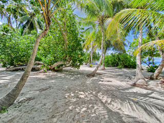 Tropical vegetation in the atolls in the Maldives