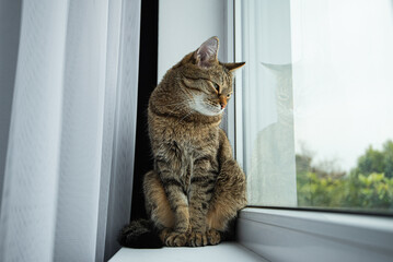 a cat with green eyes looks interested window tree window sill curtain banner stay home