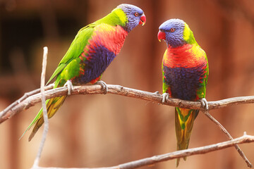 Scaly-breasted lorikeet (Trichoglossus chlorolepidotus) beautifully coloured couple sitting together on a bush branch
