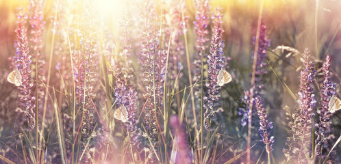 Obraz premium Butterflies on purple flowers in field, beatiful nature in morning