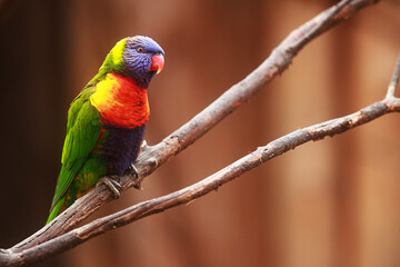Scaly-breasted lorikeet (Trichoglossus chlorolepidotus) beautifully coloured individual