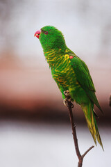 Scaly-breasted lorikeet (Trichoglossus chlorolepidotus) this kind is beautifully coloured green