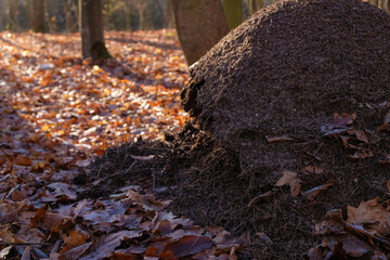 Broken large anthill in the winter forest. Frost on a leaf. Sunny cold day. Insect hibernation. 