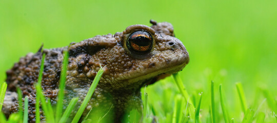 Closeup on an adult Common European Toad, Bufo bufo against a green soft bakcground