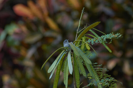 Pajarito sobresaliendo desde una planta