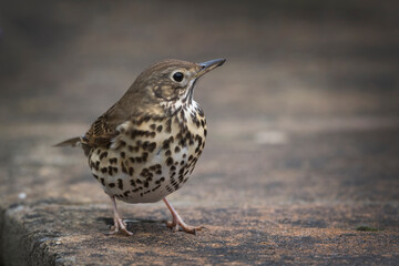 Song Thrush