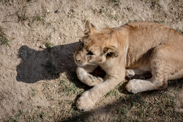 The lion cub was lying on the ground, not looking at the camera. View from above.
