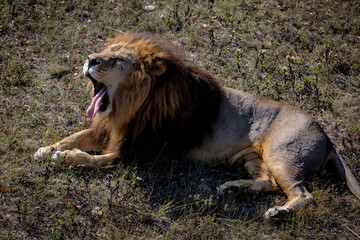 Portrait of a wild roaring lion. The lion lies on dry grass. Taigan Park