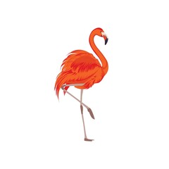 Tropical Bird Orange Flamingos (VECTOR) - obrazy, fototapety, plakaty