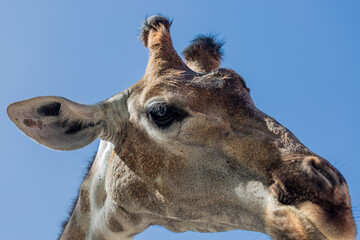 Fototapeta premium Close portrait of a giraffe head on a blue background.