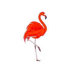 Tropical Bird Orange Flamingos (VECTOR)