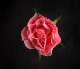 Fototapeta premium Delicate flower on black background. Closeup. Nature.