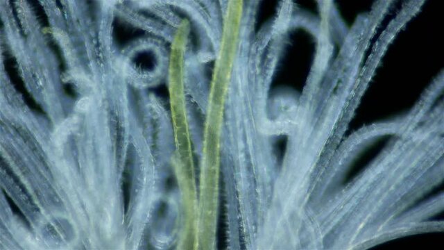 Polychaeta worm, order Sabellida under a microscope. Family Fabriciidae. Video shows Radiole tentacles with many cilia that catch food. Red sea