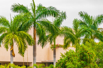 Tropical palm trees with cloudy sky Playa del Carmen Mexico.