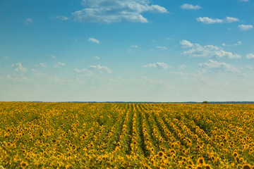 Rows of Sunflowers on Vast Field with Blue Sky.