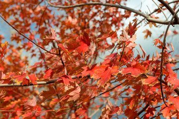 Red maple tree leaves in autumn season