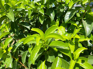 Green leaf texture. Leaf texture background