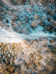 Winter forest