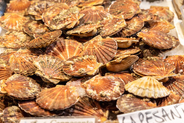 Jakobsmuscheln auf dem Rialto Fischmarkt in Venedig in Italien
