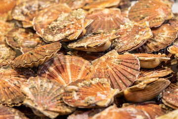 Jakobsmuscheln auf dem Rialto Fischmarkt in Venedig in Italien
