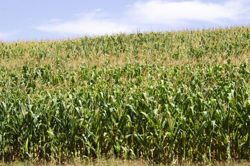 Corn plantation in the interior of Brazil