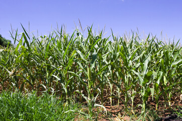 Fototapeta premium Corn plantation in the interior of Brazil