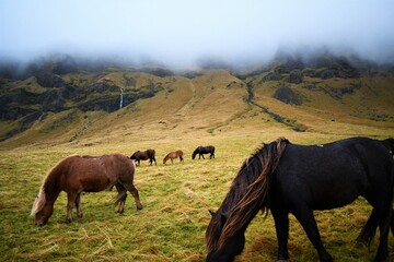 Obraz premium Icelandic horses in the field