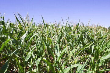 Fototapeta premium Corn plantation in the interior of Brazil