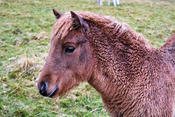 Fototapeta premium Icelandic horse eating grass