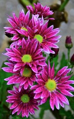 pink chrysanthemum flower