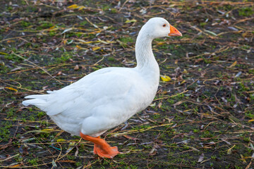Goose walking along the riverbank of the Great Ouse in Ely