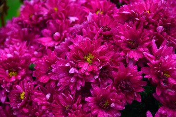 Obraz premium pink chrysanthemum flower