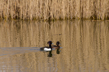 A pair of Tufted Ducks (Aythya fuligula) swimming together