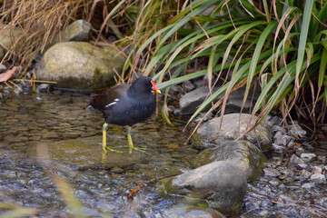 Common Moorhen (Gallinula chloropus) wading through a shallow brook