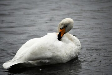Obraz premium mute swan cygnus olor
