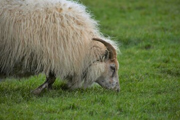 Icelandic Ram 
