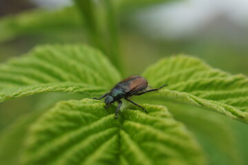 fly on leaf