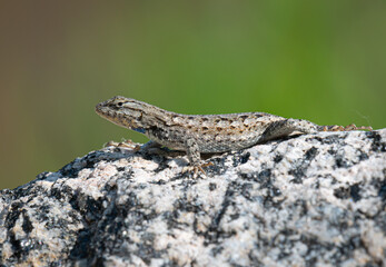 Prairie Lizard